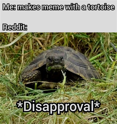 I demand more tortoise memes! : r/memes