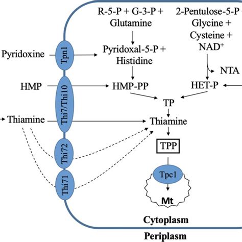 Thiamine Biosynthesis And Uptake In Yeast G 3 P Glyceraldehyde