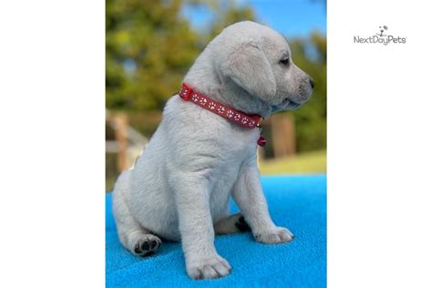 Cherie Labrador Retriever Puppy Cd Ee Pawrade