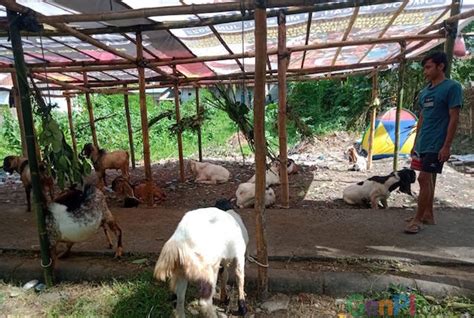 Gara Gara Pmk Harga Kambing Naik Jadi Rp Juta Genpi Co Ntb