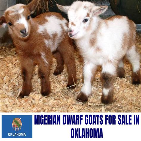 Nigerian Dwarf Goats for Sale in Oklahoma: Current Directory of ...