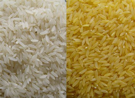 El Arroz Dorado Podría Suministrar Hasta El 50 Del Requerimiento Diario Promedio De Vitamina A