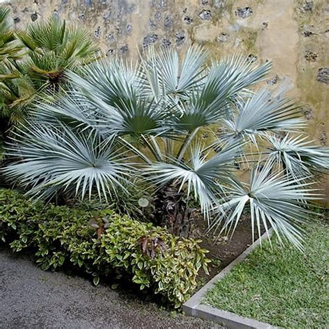 Amazon Chuxay Garden Seeds Brahea Armata Mexican Blue Palm Blue