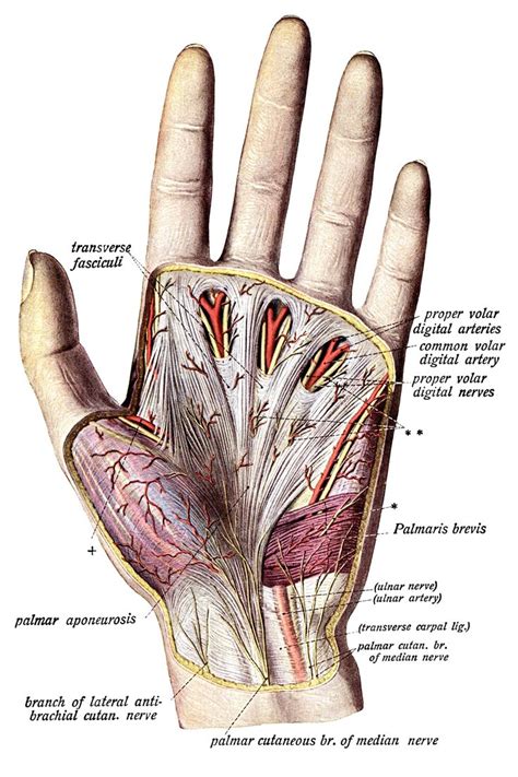 Anatomy of the Hand