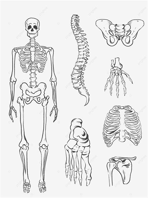 Human Bone Picture, Man Drawing, Bone Drawing, Bone Sketch PNG ...