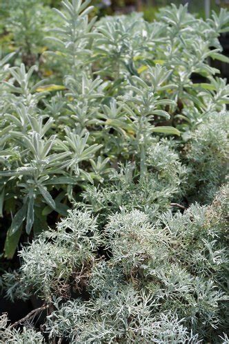 Artemisia Ludoviciana Silver Queen Silver Queen Mugwort Silver