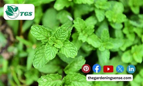 When To Plant Mint Complete Process With Suitable Time