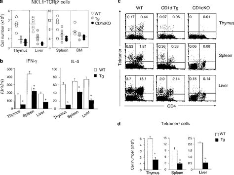 Figure 3 From Cd1d Expressing Dendritic Cells But Not Thymic Epithelial