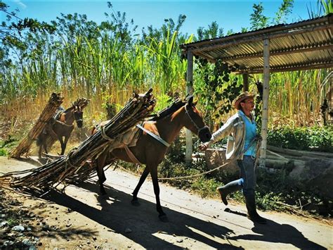 Fao Colombia On Twitter La Fao Celebra Las Victorias Del Campo