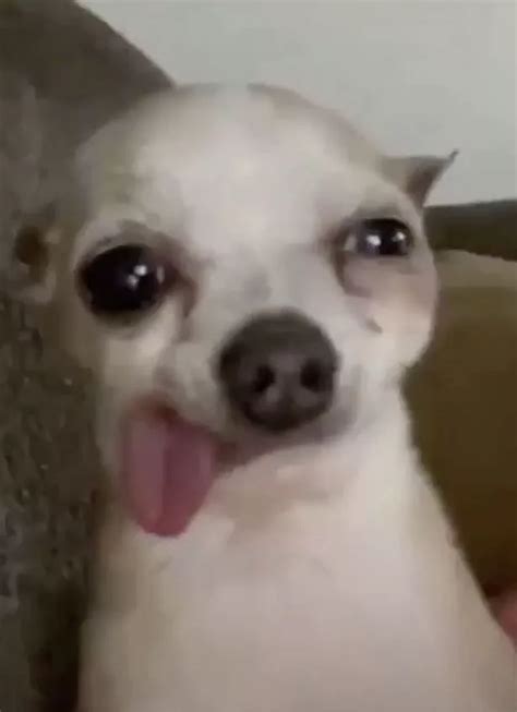 Dog Sticking Tongue Out Meme - Captions Trend Today