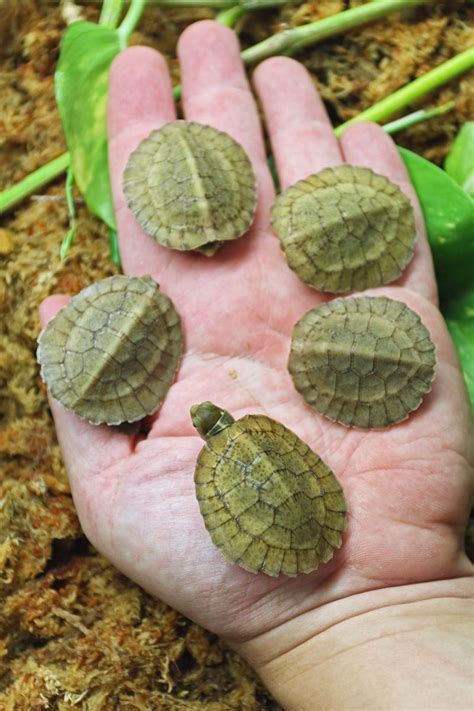 Tiny Endangered Turtles Hatch at Tennessee Aquarium - ZooBorns