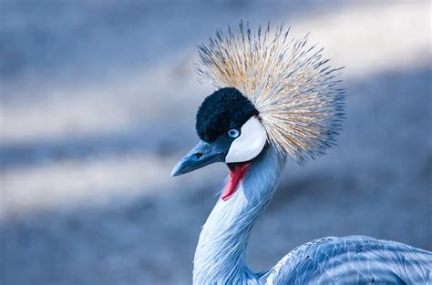 Crane Bird · Free Stock Photo