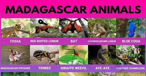 Madagascar Animals: Best List of 25+ Animals only Found in Madagascar ...