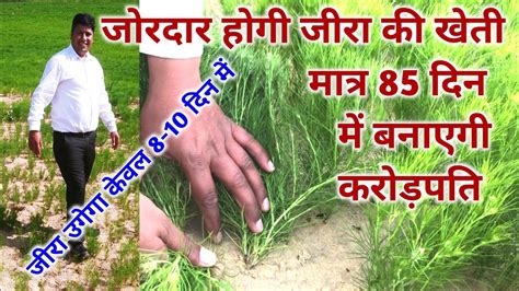 जीरा की खेती Cumin Farming Jira Ki Kheti जीरे की खेती कैसे करें