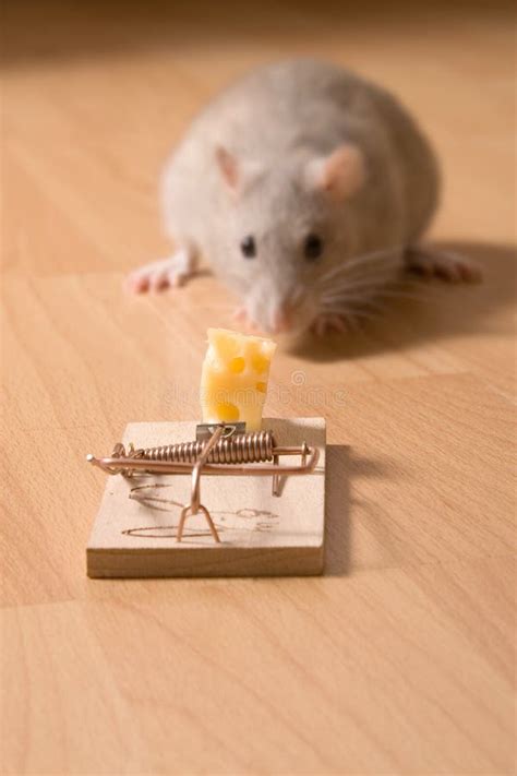 Rat and cheese stock image. Image of lure, floor, caution - 788963