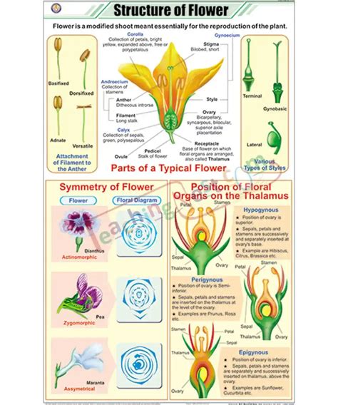 Structure Of Flower Chart Laminated With Rollers Teachingnest