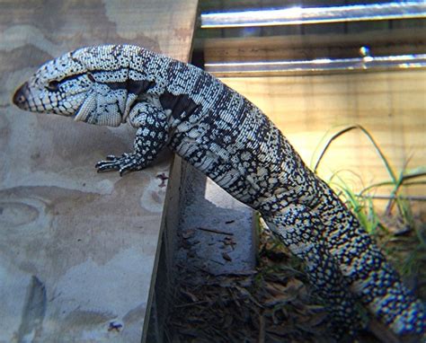 Blue Tegu Facts and Pictures | Reptile Fact