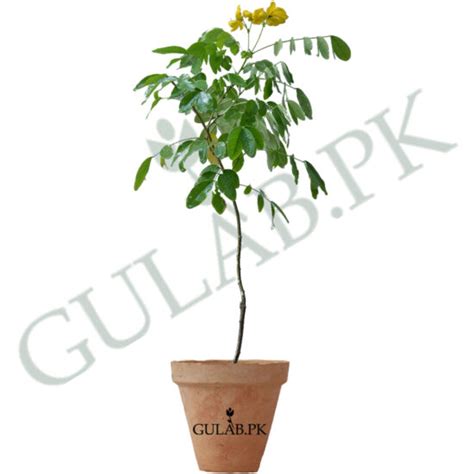 Neem Tree نیم کا درخت Lahore Gulabpk