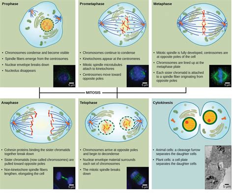 163 Mitosis And Cytokinesis College Biology I