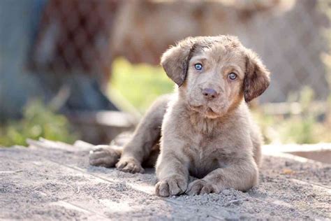 A Large Breed Of Dogs Chesapeake Bay Retriever