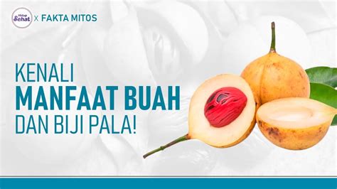 Manfaat Dan Efek Samping Buah Pala Hidup Sehat Tvone Youtube