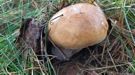 Na Takie Chwile Grzybiarz Czeka Ca Y Rok Borowiki Boletus Edulis