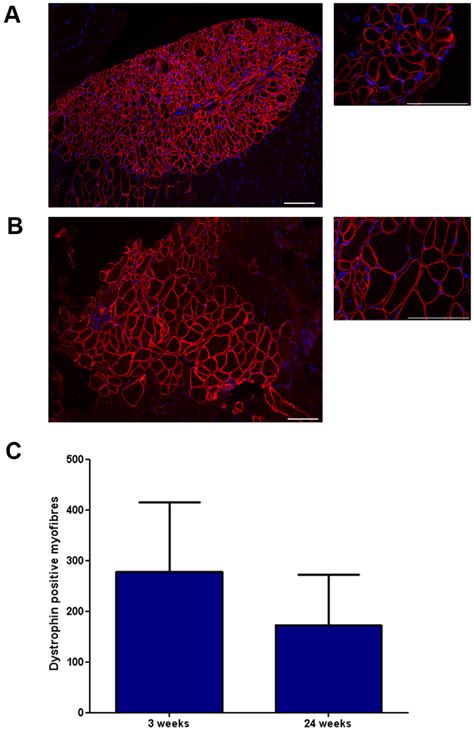 H K B Cells Regenerate Muscle In Vivo Half A Million H K B Cells