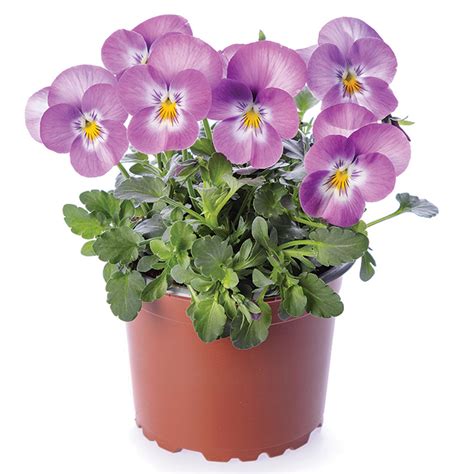 Viola Deltini™ Lavender Pink Face Hybrid Viola Horticultural