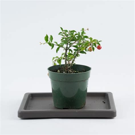 Dwarf Barbados Cherry 4 Pre Bonsai Elemental Bonsai Nursery