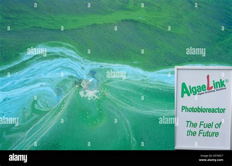 Toxic Blue Green Algae On Haweswater Reservoir Dunig A Hot Summer Such