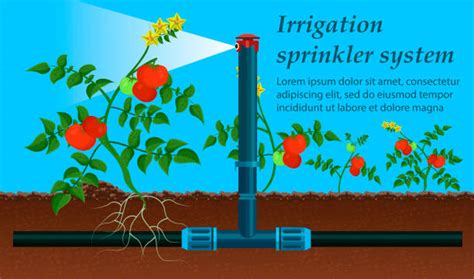 Drip Irrigation Cartoon Illustrations, Royalty-Free Vector Graphics ...