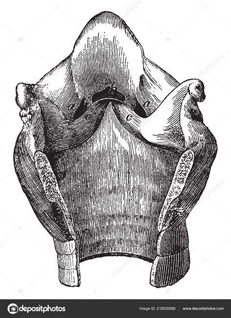Sketch Larynx And Explain Its Function In Your Own Words 3
