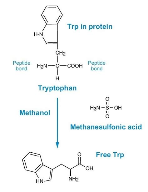 Hydrolysis of Purified Proteins and Peptides | Waters