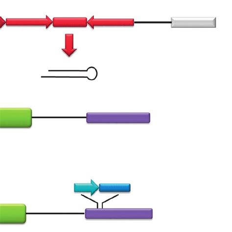 Schematic representations of the vectors that direct shRNA synthesis ... 
