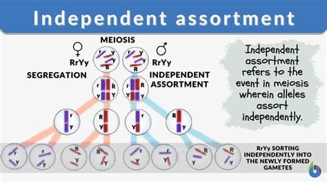 Independent Assortment Definition And Examples Biology Online Dictionary