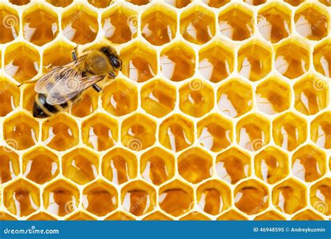 Working Bee On Honeycomb Cells Stock Image Image 46948595