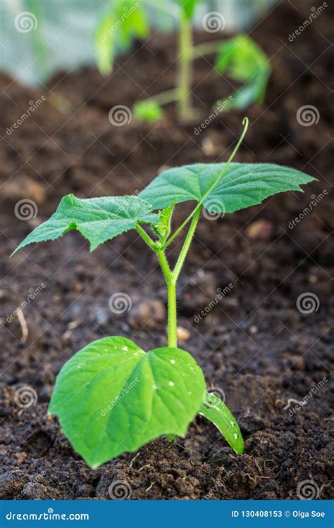 Nueva Planta Del Pepino Del Brote Joven En El Suelo Imagen De Archivo