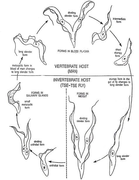 Life Cycle Of Trypanosoma Gambiense Diagram Swarborno