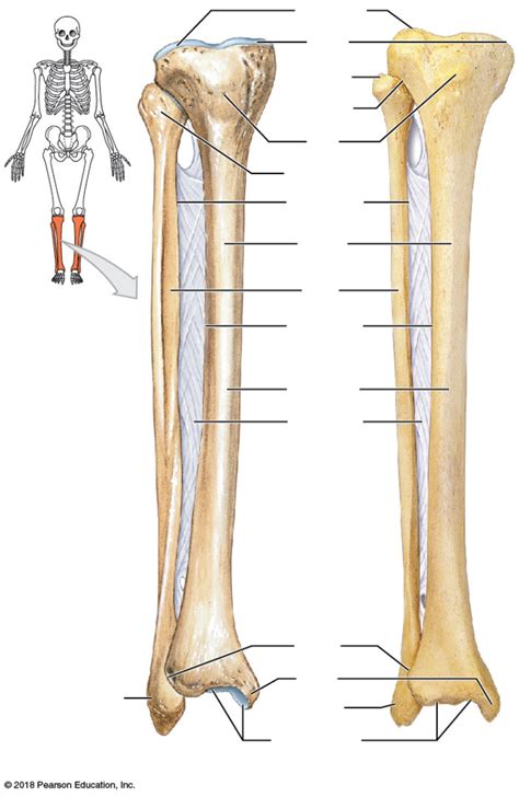 Anterior View Of Right Tibia And Fibula Diagram Quizlet