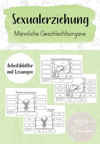 Sexualerziehung Männliche Geschlechtsorgane Arbeitsblätter