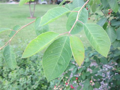 Local Wild Plant Profile: Juneberry | Sprout Distro