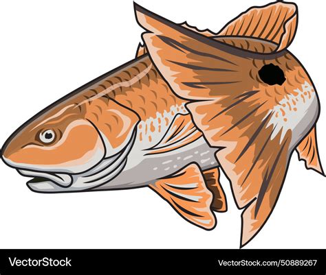 Redfish Fishing Logo Image Royalty Free Vector Image