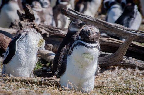 Walk among penguins in Ushuaia — BRB Travel Blog