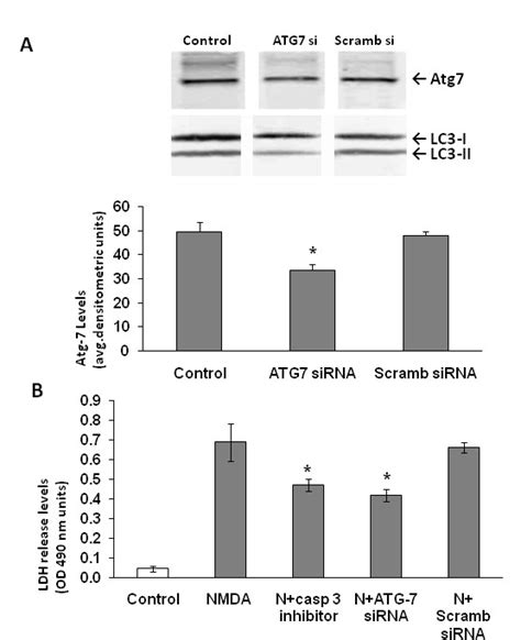 Knockdown Of Atg Results In Neuroprotection Following Nmda Exposure