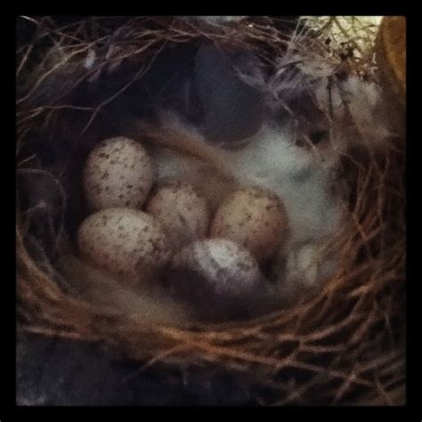 Our Barn Swallow Eggs Paradise Garden Barn Swallow Eggs