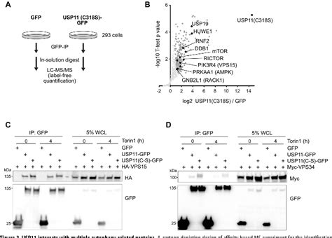 Figure 3 From The Deubiquitinase Usp11 Is A Versatile And Conserved