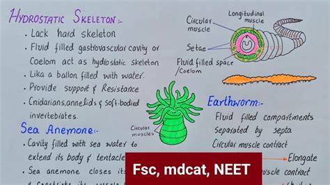 Hydrostatic skeleton class 12 | hydrostatic skeleton in invertebrates ...