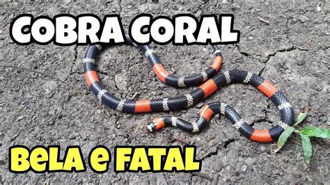 Cobra Coral Pode Matar Em Quanto Tempo - COMO IDENTIFICAR UMA COBRA CORAL | QUANDO A BELEZA E A MORTE ANDAM ...