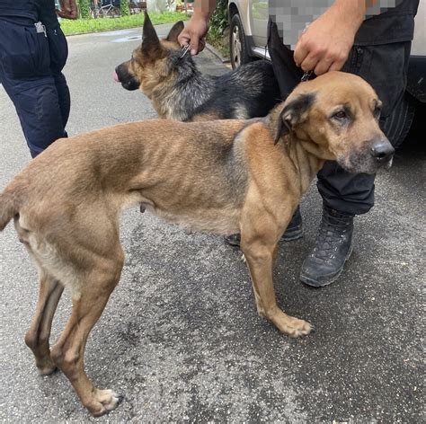 Zürich Polizistin rettet sechs stark verwahrloste Hunde