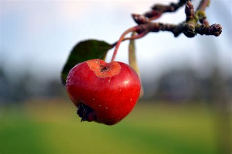 Gambar Alam Cabang Mekar Menanam Buah Berry Daun Bunga Matang